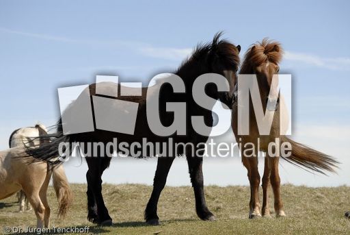 Islandpferde (40 von 50).jpg